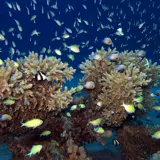 Corals and fish Red Sea