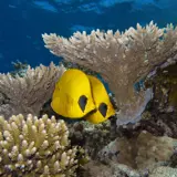 Hard corals and butterfly fish Red Sea