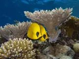 Hard corals and butterfly fish Red Sea
