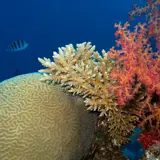 Soft, hard and brain corals Red Sea