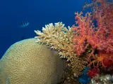 Soft, hard and brain corals Red Sea