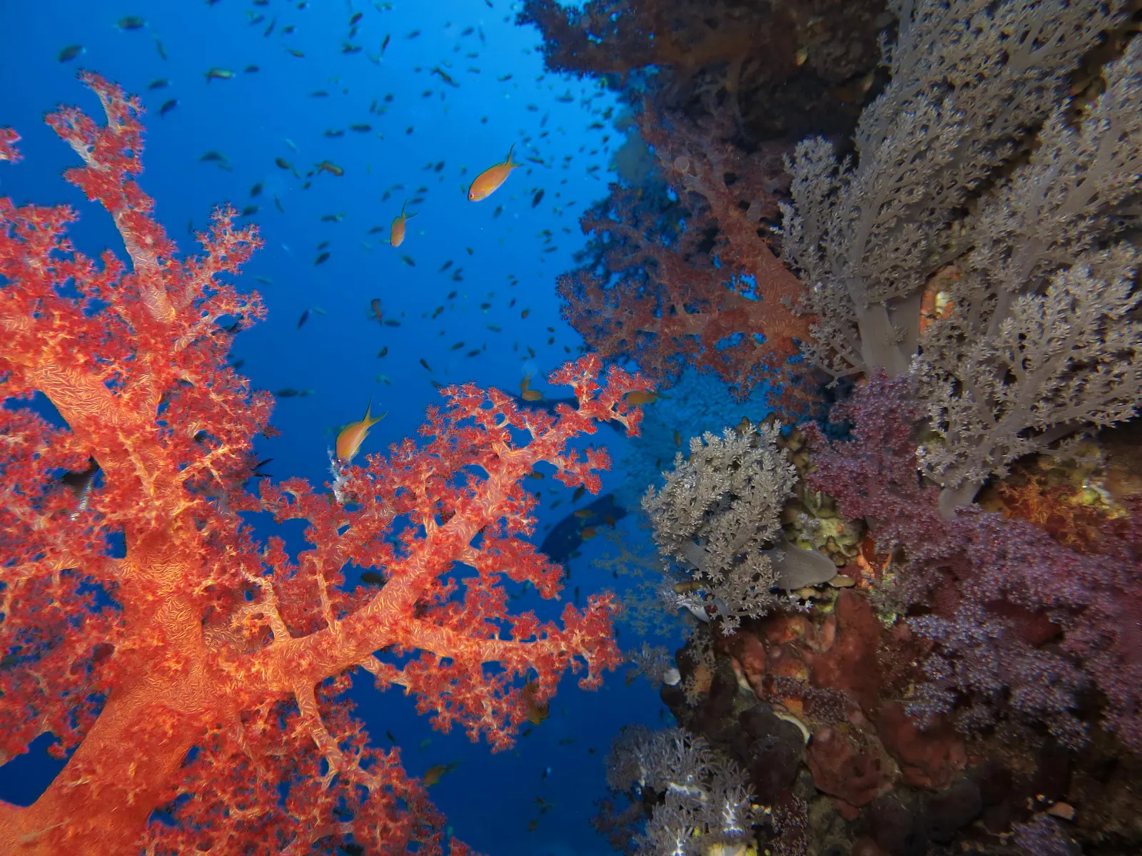Najlepsza rafa koralowa w Hurghadzie | Egypt Dive